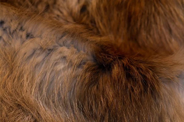 Şık ve lüks Kızıl tilki kürk