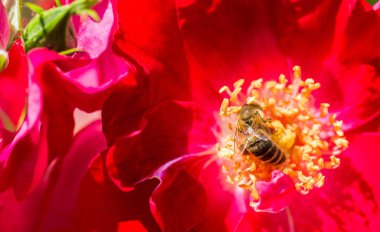 Üzerinde kırmızı bir gül bahçesinde arı