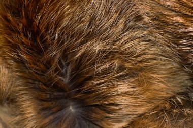 Şık ve lüks Kızıl tilki kürk