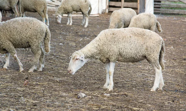 Pecora Con Altre Pecore Nel Recinto — Foto Stock