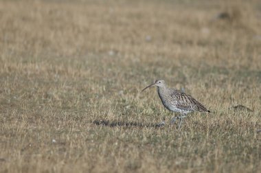 Avrasya kıvırcık (Numenius arquata). Gallocanta Lagün Doğal Rezerv. Aragon. İspanya.