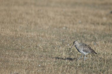 Avrasya kıvırcık (Numenius arquata). Gallocanta Lagün Doğal Rezerv. Aragon. İspanya.