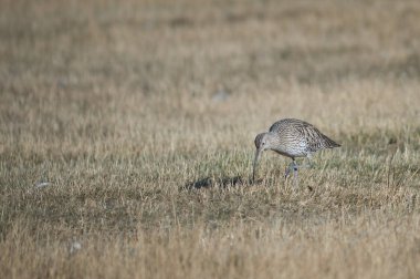 Avrasya kıvırcık (Numenius arquata) yiyecek arıyor. Gallocanta Lagün Doğal Rezerv. Aragon. İspanya.