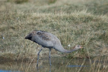 Genç vinç (Grus grus) içme suyu. Gallocanta Lagünü Doğal Rezerv. Aragon. İspanya.