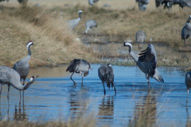 Bir gölde ortak turnalar (Grus grus). Gallocanta Lagünü Doğal Rezerv. Aragon. İspanya.