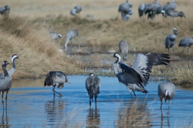 Bir gölde ortak turnalar (Grus grus). Gallocanta Lagünü Doğal Rezerv. Aragon. İspanya.
