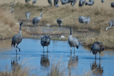 Bir gölde ortak turnalar (Grus grus). Gallocanta Lagünü Doğal Rezerv. Aragon. İspanya.