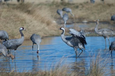 Bir gölde ortak turnalar (Grus grus). Gallocanta Lagünü Doğal Rezerv. Aragon. İspanya.