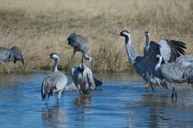 Bir gölde ortak turnalar (Grus grus). Gallocanta Lagünü Doğal Rezerv. Aragon. İspanya.
