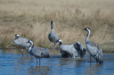 Bir gölde ortak turnalar (Grus grus). Gallocanta Lagünü Doğal Rezerv. Aragon. İspanya.