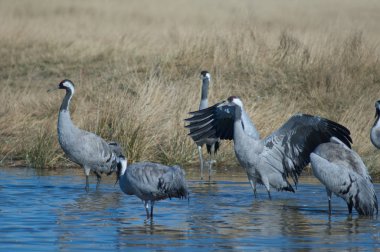 Bir gölde ortak turnalar (Grus grus). Gallocanta Lagünü Doğal Rezerv. Aragon. İspanya.
