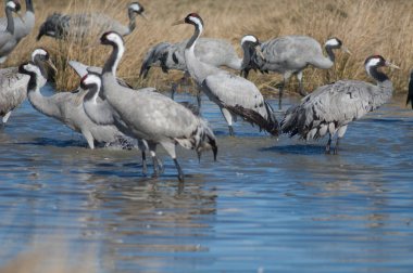 Bir gölde ortak turnalar (Grus grus). Gallocanta Lagünü Doğal Rezerv. Aragon. İspanya.
