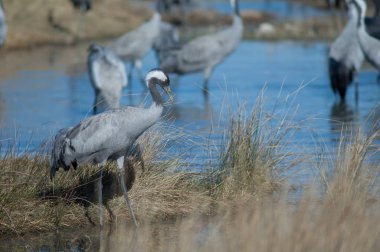 Ortak vinç (Grus grus). Gallocanta Lagün Doğal Rezerv. Aragon. İspanya.