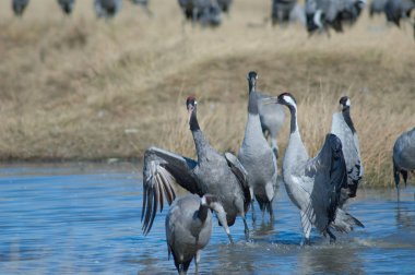 Bir gölde savaşan vinçler (Grus grus). Gallocanta Lagünü Doğal Rezerv. Aragon. İspanya.