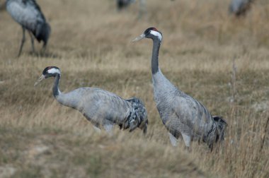Ortak vinçler (Grus grus). Gallocanta Lagün Doğal Rezerv. Aragon. İspanya.