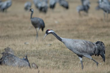 Ortak vinçler (Grus grus). Gallocanta Lagün Doğal Rezerv. Aragon. İspanya.