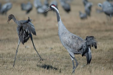 Ortak vinçler (Grus grus). Gallocanta Lagün Doğal Rezerv. Aragon. İspanya.