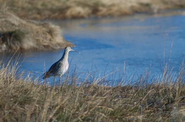 Curlew Eurasiano Numenius Arquata Reserva Natural Lagoa Gallocanta Aragão Espanha — Fotografia de Stock