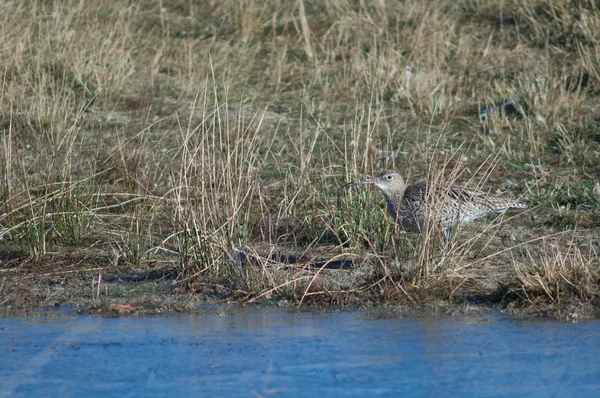 Eurasian Curlew Numenius Arquata Gallocanta Lagoon Natural Reserve Aragon Spain — Stock Photo, Image