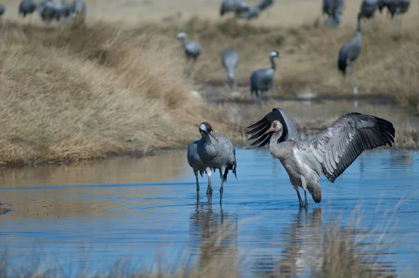 Guindastes Comuns Grus Grus Uma Lagoa Reserva Natural Lagoa Gallocanta — Fotografia de Stock