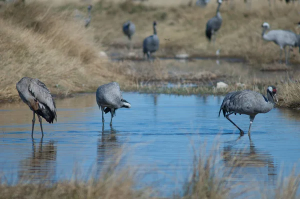 Guindastes Comuns Grus Grus Uma Lagoa Reserva Natural Lagoa Gallocanta — Fotografia de Stock