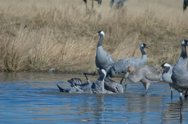 Grues Communes Grus Grus Baignant Dans Lagon Réserve Naturelle Lagune — Photo