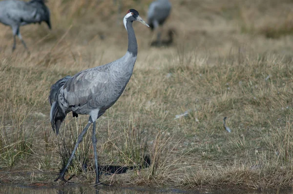 Jeřáb Obecný Grus Grus Přírodní Rezervace Gallocanta Lagoon Aragon Španělsko — Stock fotografie