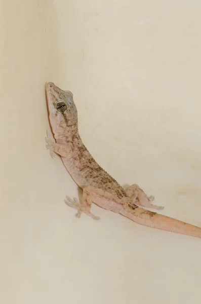 Boettgers wall gecko Tarentola boettgeri. — Stock fotografie