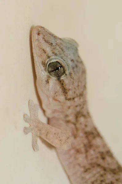 Boettgers parede gecko Tarentola boettgeri . — Fotografia de Stock