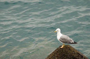 Yellow-legged gull on a tetrapod.