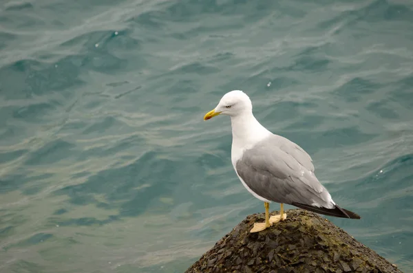 Gaivota de pernas amarelas num tetrápode . — Fotografia de Stock