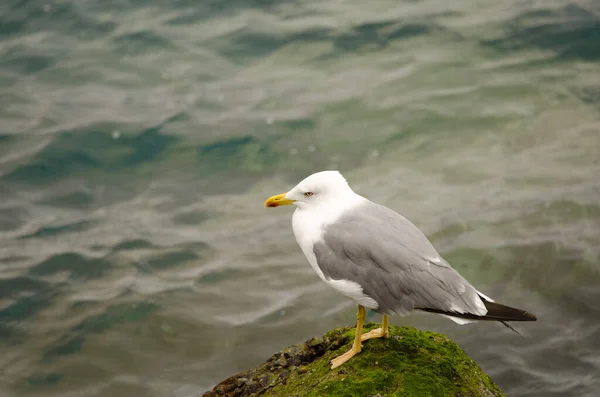 Gabbiano dalle zampe gialle su un tetrapode . — Foto Stock