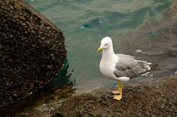 Yellow-legged gull on a tetrapod. — Stockfoto