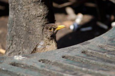 Macellan ardıç kuşu Turdus falcklandii magellanicus bir parterre içinde.