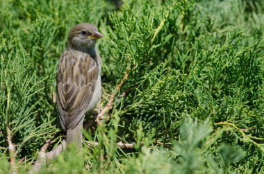 Santiago de Şili 'nin Arm Meydanı' ndaki ev serçesi.