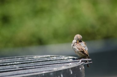 Santiago de Şili 'nin Arm Meydanı' ndaki ev serçesi.