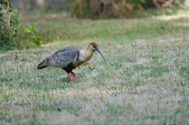 Çayırda siyah yüzlü Ibis Theristicus melanopis.