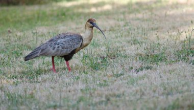Çayırda siyah yüzlü Ibis Theristicus melanopis.