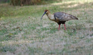 Çayırda siyah yüzlü Ibis Theristicus melanopis.