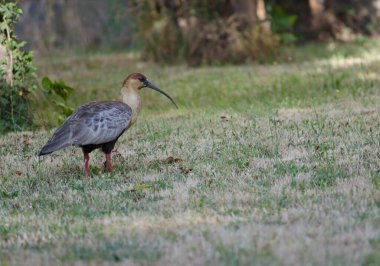 Çayırda siyah yüzlü Ibis Theristicus melanopis.