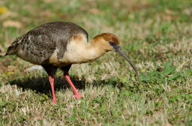 Çayırda siyah yüzlü Ibis Theristicus melanopis.