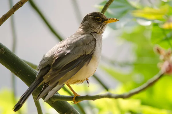 Магелланов дрозд Turdus falcklandii magellanicus на ветке . — стоковое фото