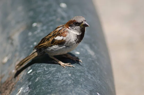 House sparrow in the Arm Square of Santiago de Chile. — Stock Photo, Image