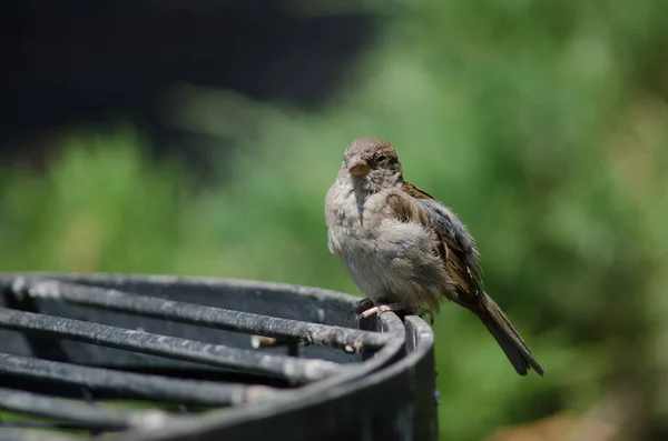 House sparrow in the Arm Square of Santiago de Chile. — Stock Photo, Image