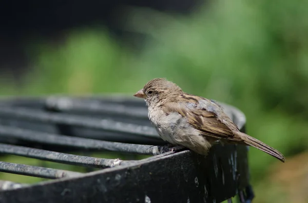 House sparrow in the Arm Square of Santiago de Chile. — Stock Photo, Image