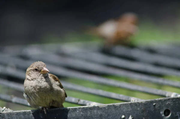 House sparrow in the Arm Square of Santiago de Chile. — Stock Photo, Image