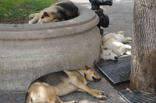 Grupo de perros domésticos Canis lupus familiaris durmiendo . — Foto de Stock