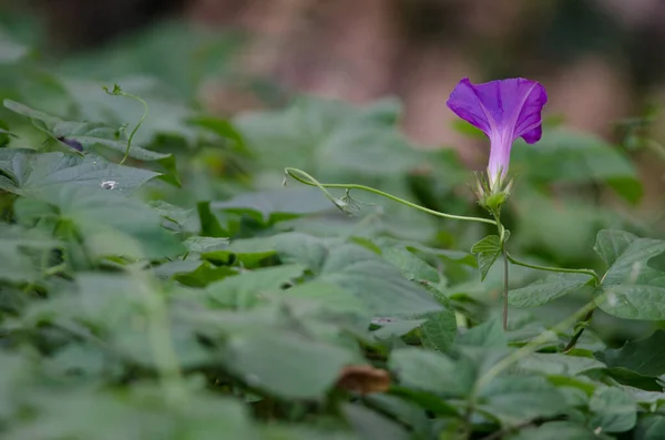 Kwiat i liście fioletowej Ipomoea purpurea. — Zdjęcie stockowe