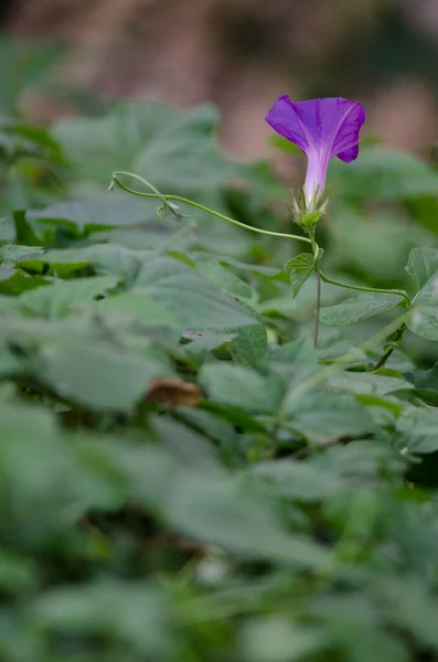 Kwiat i liście fioletowej Ipomoea purpurea. — Zdjęcie stockowe