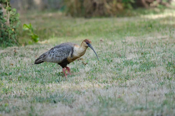 Ibis Theristicus melanopis de cara preta num prado . — Fotografia de Stock